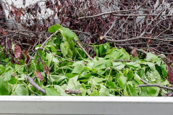 Cost of Brush Pile Removal in San Rafael