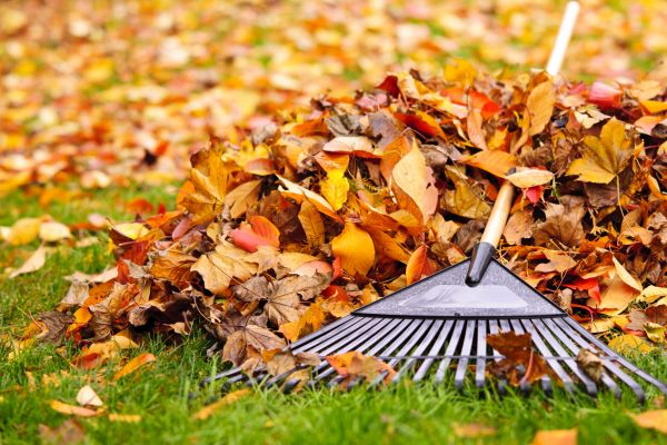 Cost of Leaves Removal in San Rafael