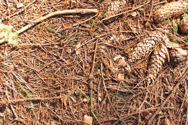 Cost of Pine Needles Removal in San Rafael