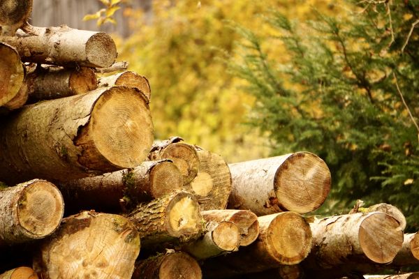 Cost of Wood Pile Removal in San Rafael