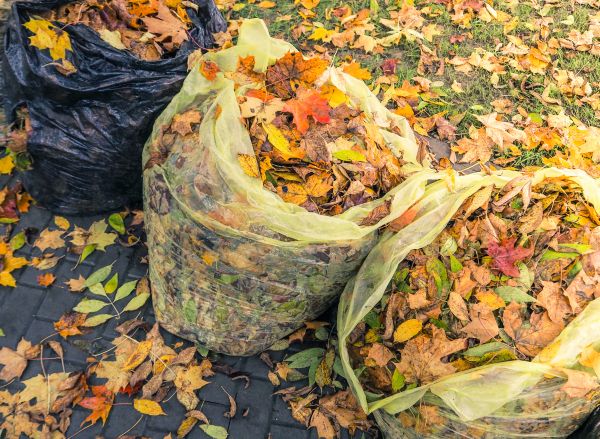 Cost of Yard Cleanup Service in San Rafael