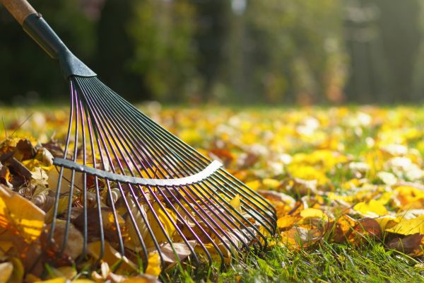 Cost of Leaf Raking Service in San Rafael