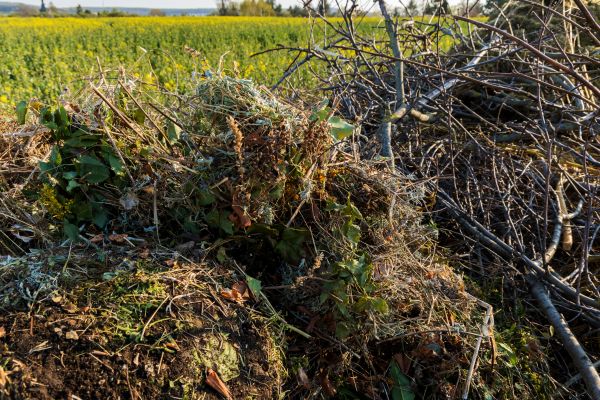 Cost of Brush Disposal in San Rafael