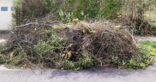Cost of Tree Limb Cleanup in San Rafael