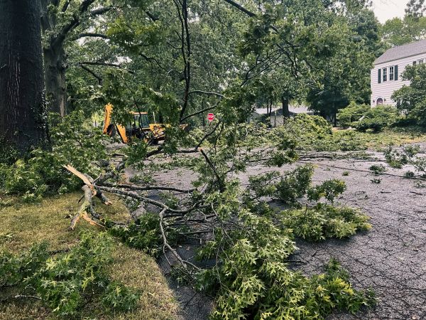 Cost of Tree Branch Disposal in San Rafael