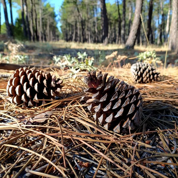 Cost of Pine Cone Removal in San Rafael
