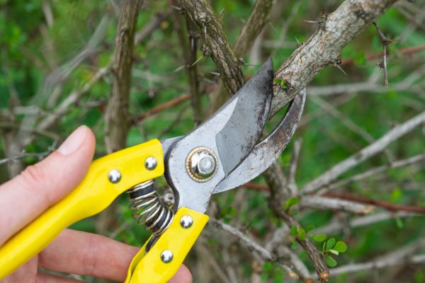 Cost of Limbs Removal in San Rafael