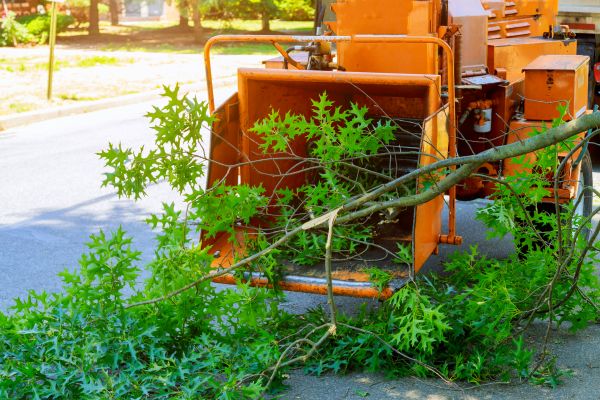 Cost of Tree Branches Removal in San Rafael