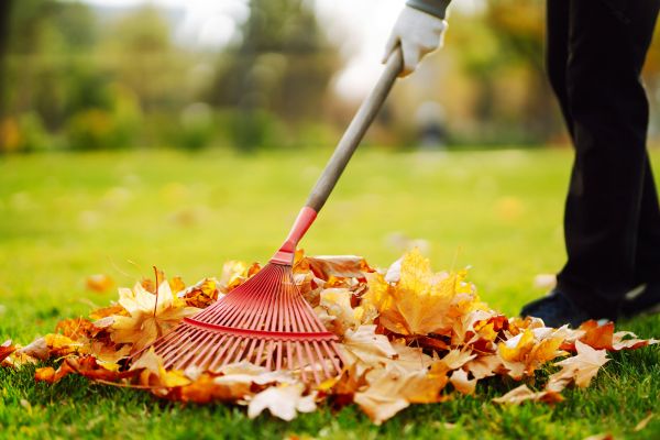 Cost of Ditch Leaf Removal in San Rafael