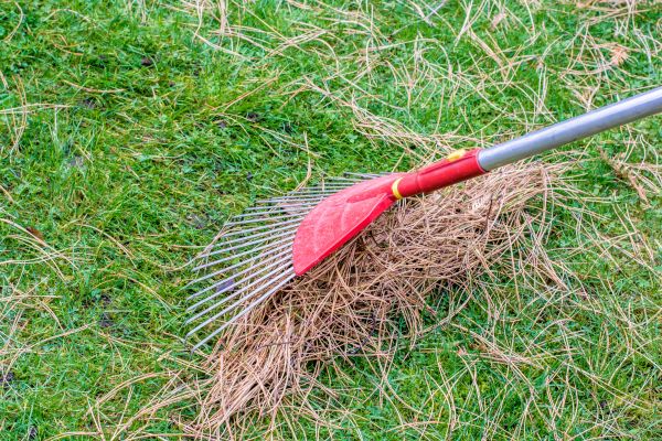 Cost of Yard Raking in San Rafael