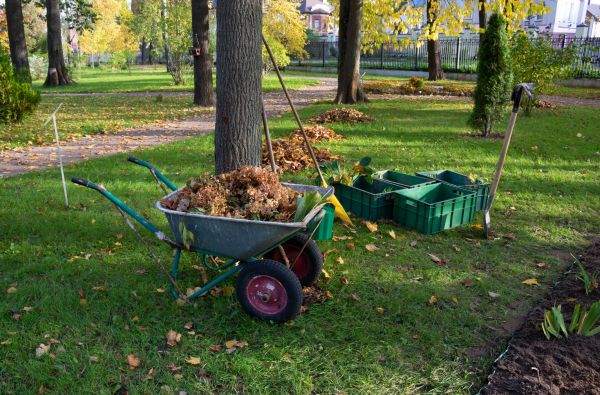 Cost of Leaf Clearing Service in San Rafael