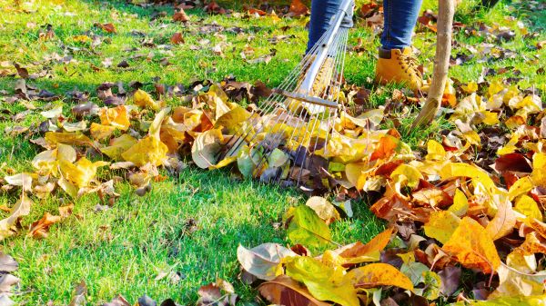Cost of Autumn Leaf Removal in San Rafael