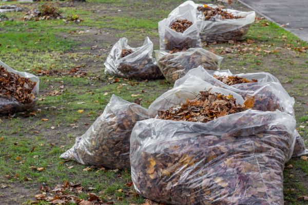 Cost of Leaf Pile Disposal in San Rafael