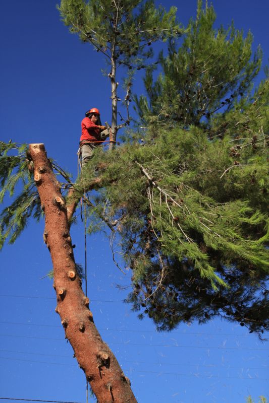 Pine Needles Removal