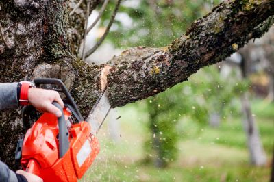 Tree Service Providers